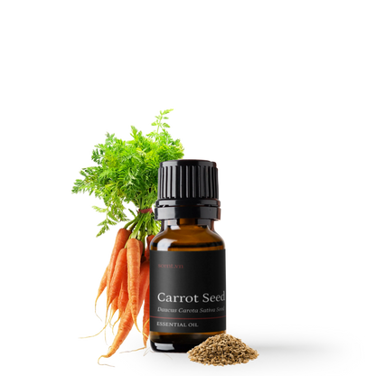 Tinh dầu Hạt Cà Rốt - Carrot Seed