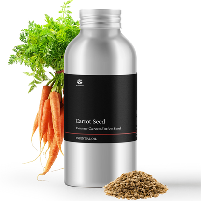 Tinh dầu Hạt Cà Rốt - Carrot Seed