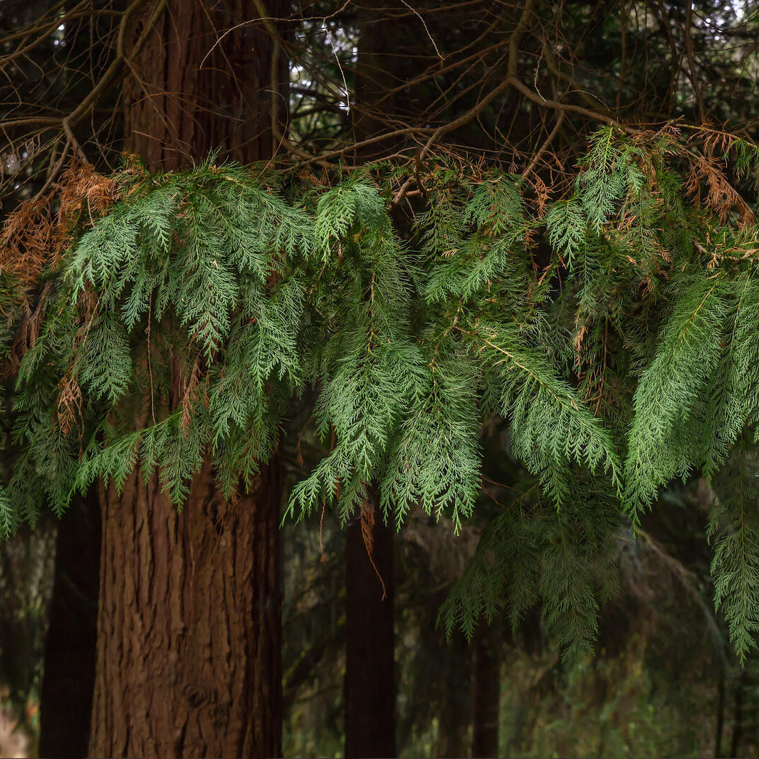 Tinh dầu Gỗ Tuyết Tùng - Cedarwood Virginia