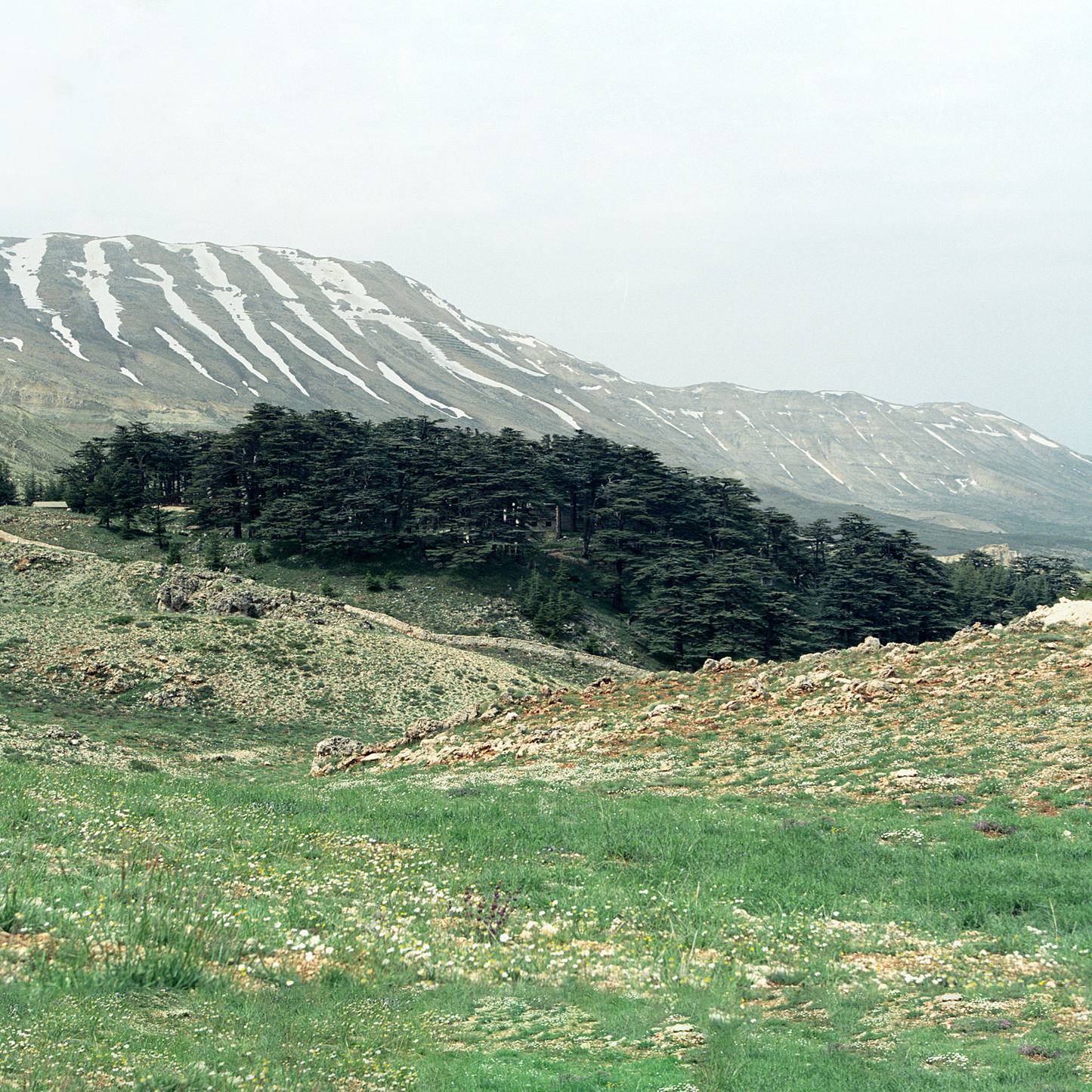Tinh dầu Gỗ Tuyết Tùng - Cedarwood Virginia