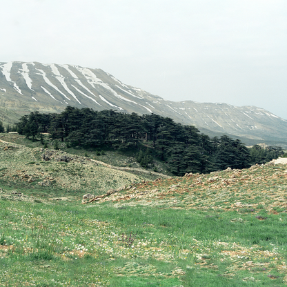Tinh dầu Gỗ Tuyết Tùng - Cedarwood Virginia