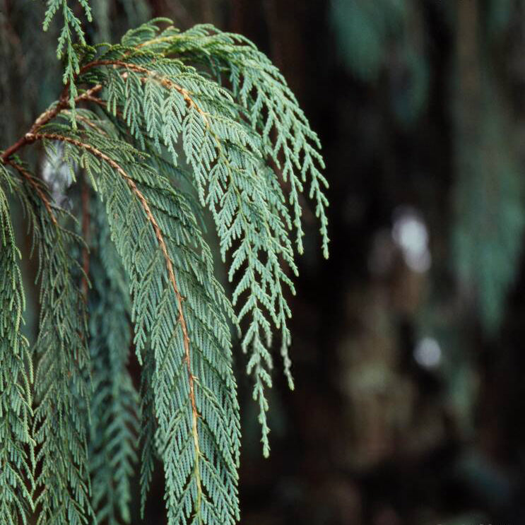 Cedarwood China Essential Oil