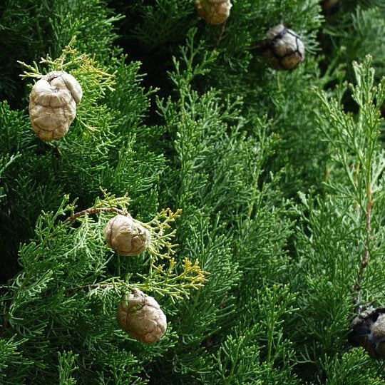 Cedarwood China Essential Oil
