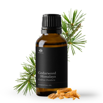 Tinh dầu Gỗ Tuyết Tùng - Cedarwood Himalaya