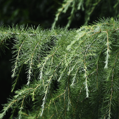 Tinh dầu Gỗ Tuyết Tùng - Cedarwood Himalaya