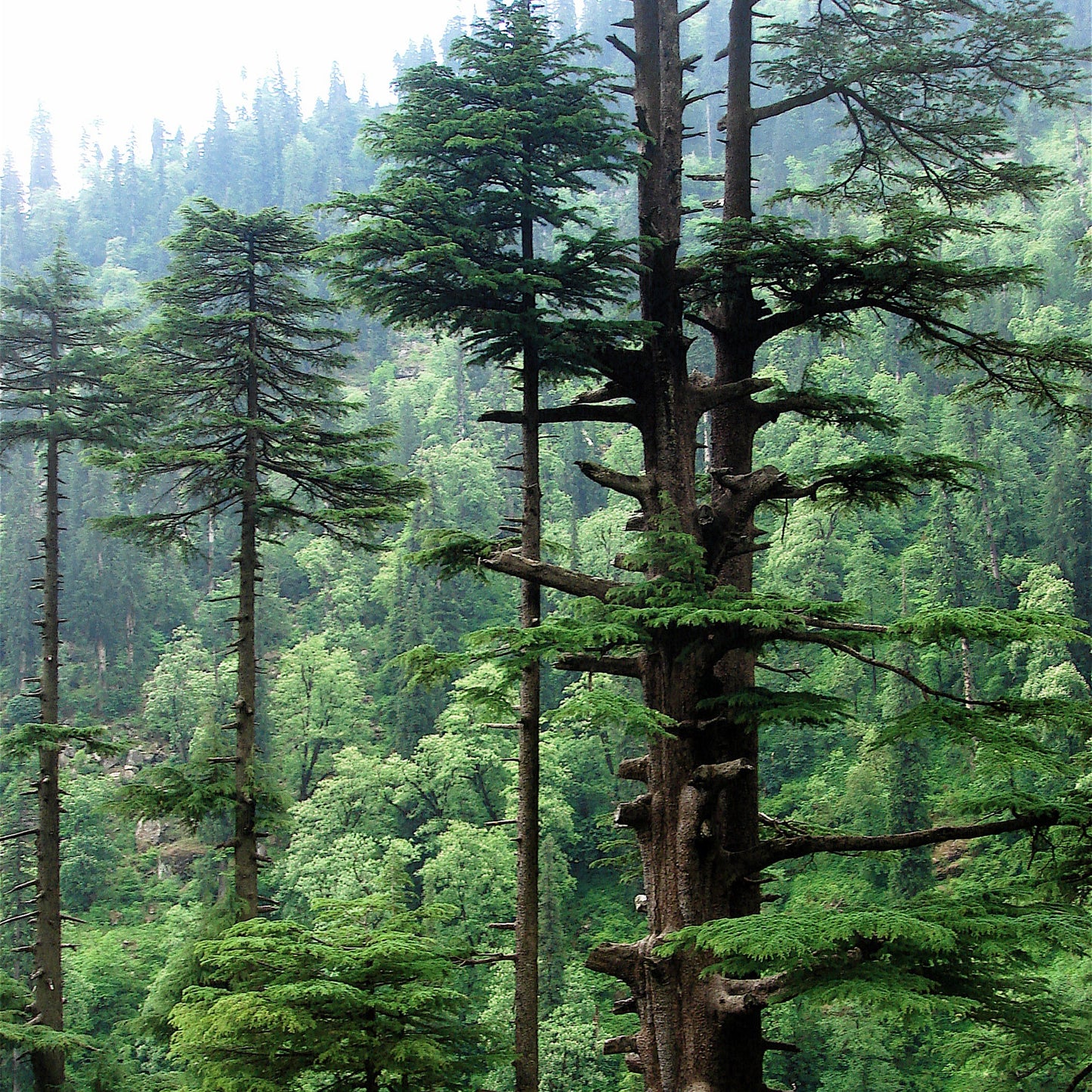 Tinh dầu Gỗ Tuyết Tùng - Cedarwood Himalaya