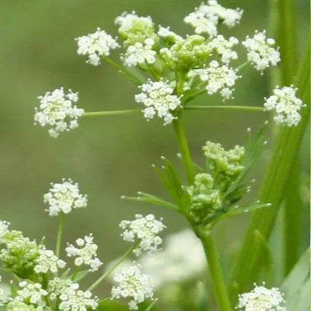 Celery Seed Essential Oil