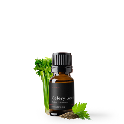 Tinh dầu Hạt Cần Tây - Celery Seed