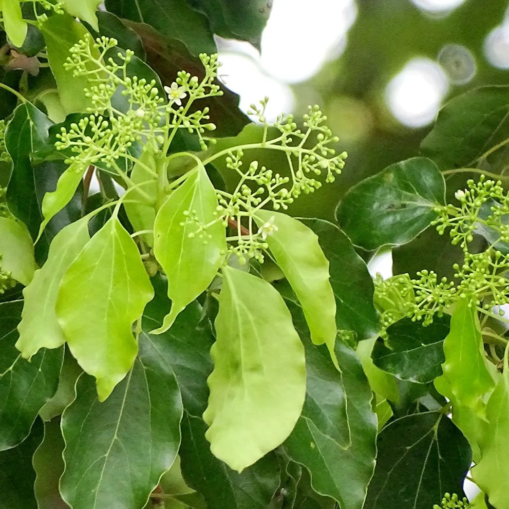 Tinh dầu Long Não - Camphor