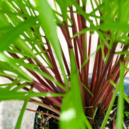 Citronella Essential Oil