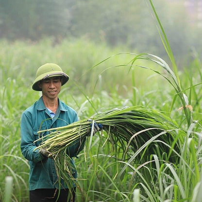 Citronella Essential Oil