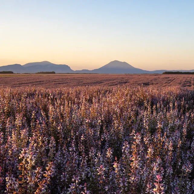 Clary Sage Essential Oil