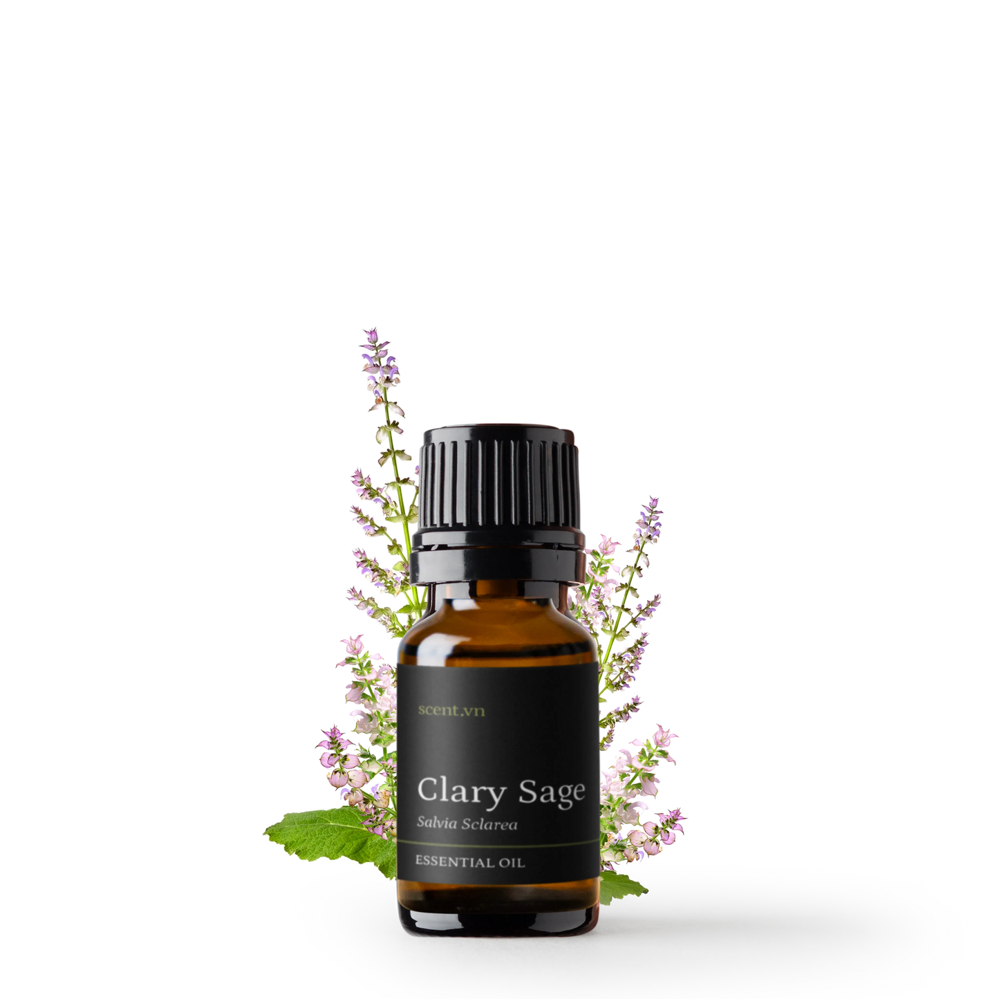 Tinh dầu Xô Thơm - Clary Sage