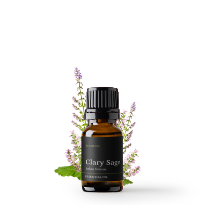 Tinh dầu Xô Thơm - Clary Sage