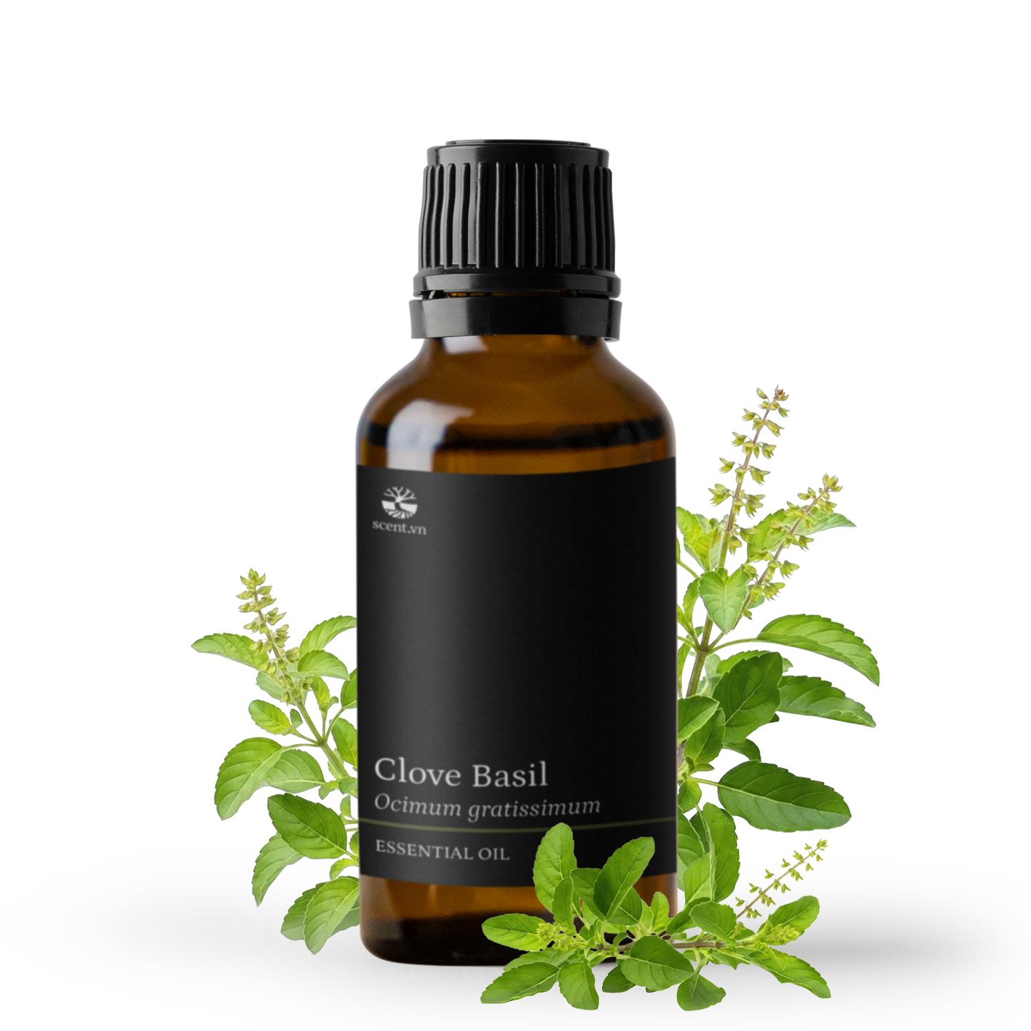 Tinh dầu Hương Nhu Trắng - Clove Basil