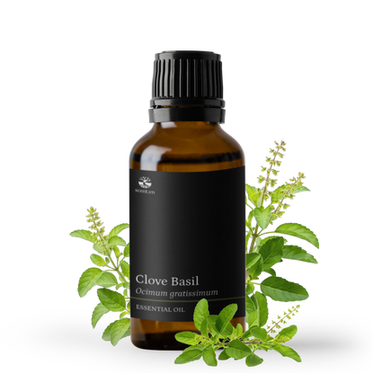 Tinh dầu Hương Nhu Trắng - Clove Basil