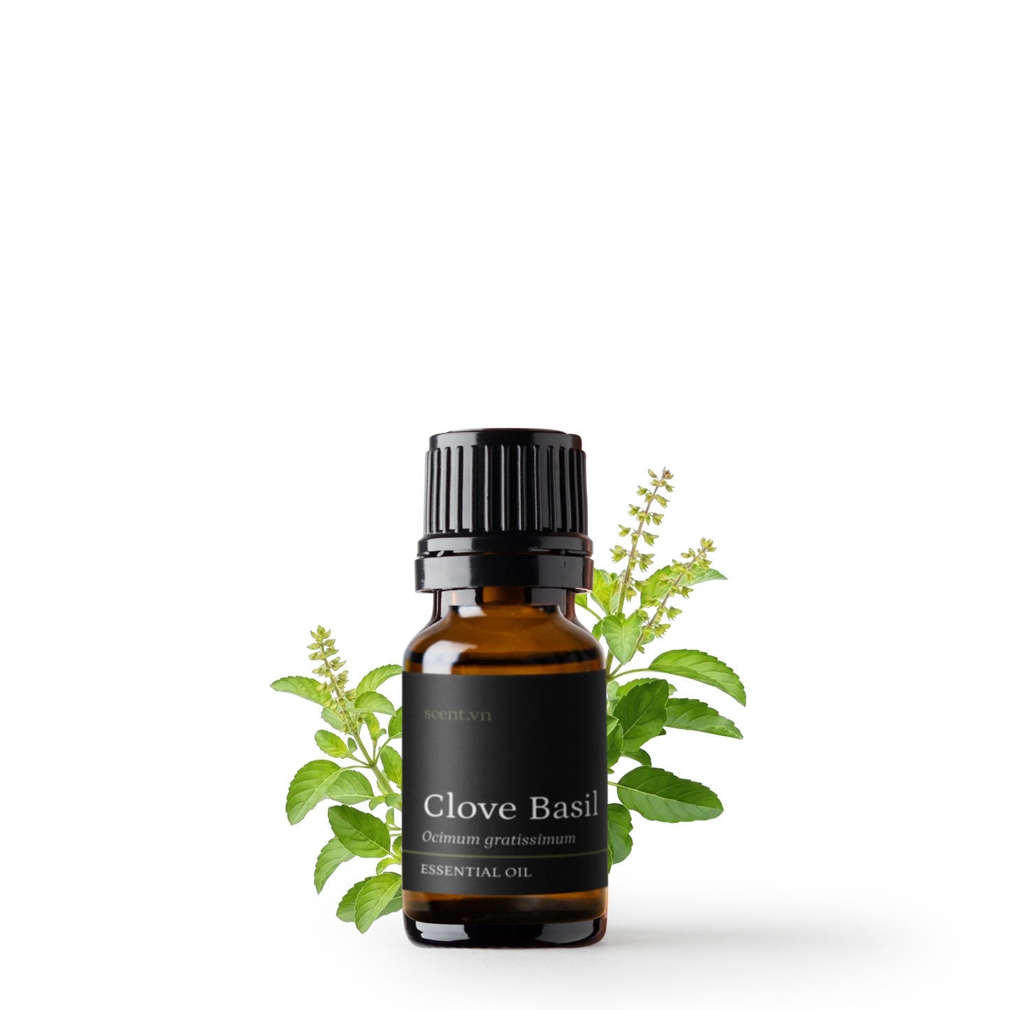 Tinh dầu Hương Nhu Trắng - Clove Basil