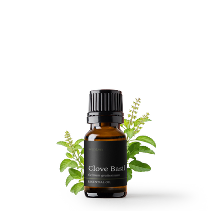 Tinh dầu Hương Nhu Trắng - Clove Basil