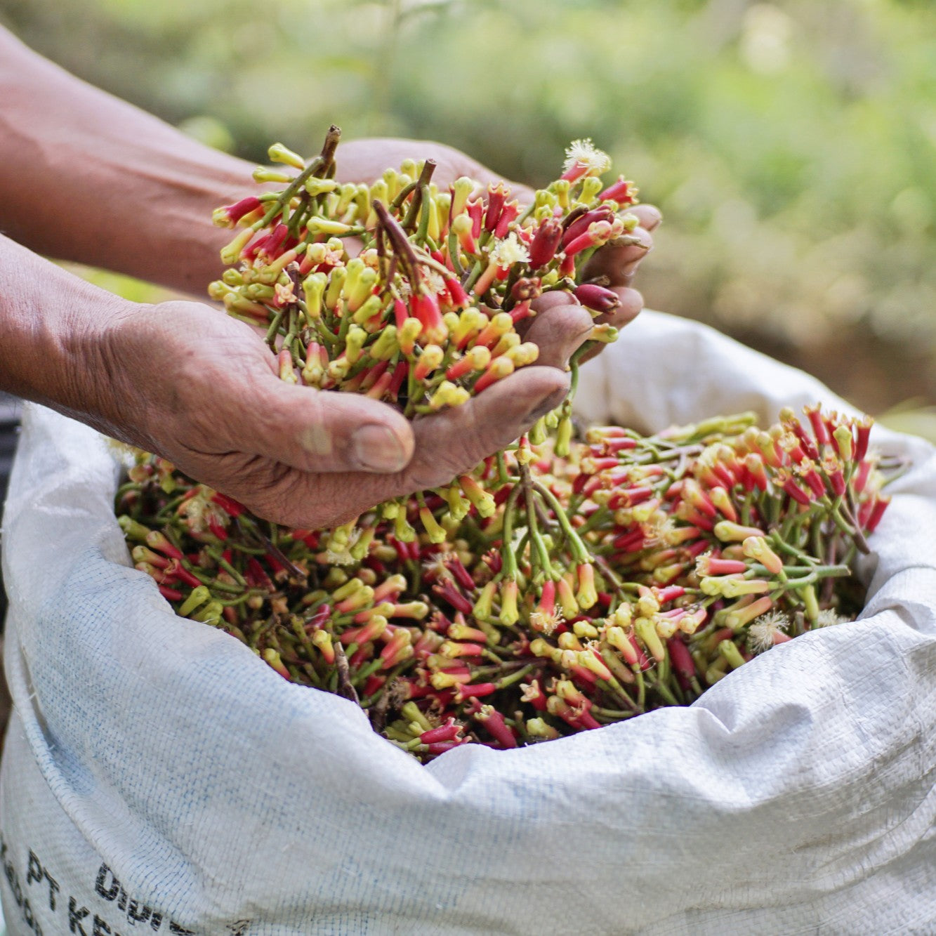 Clove Bud Essential Oil