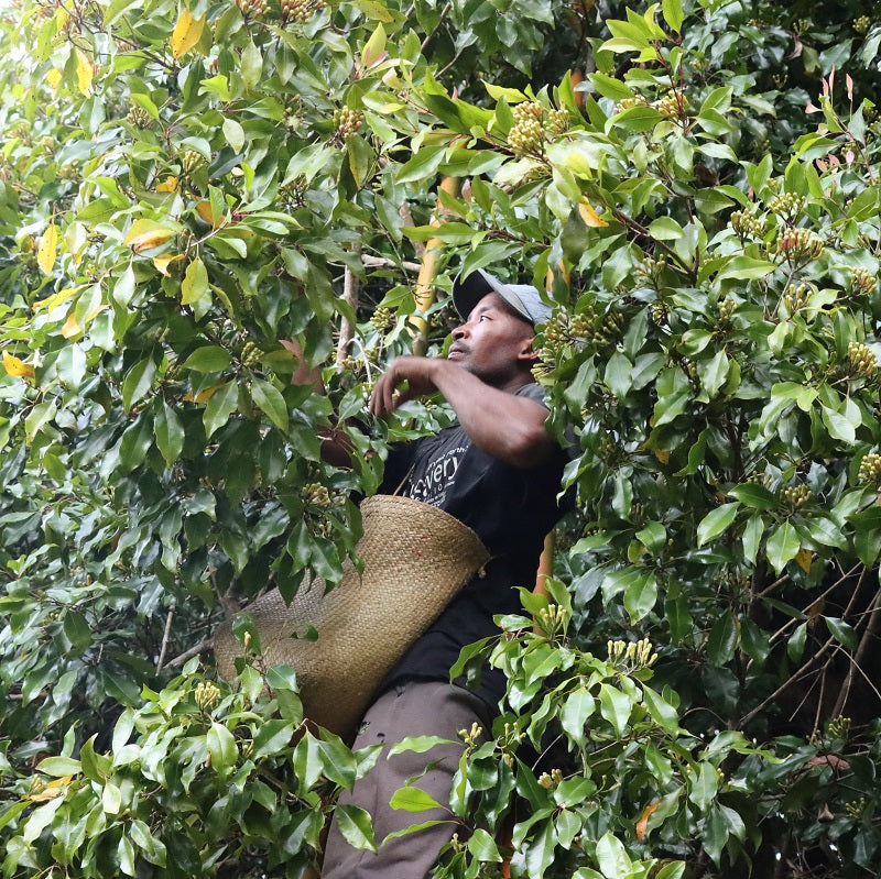 Clove Bud Essential Oil