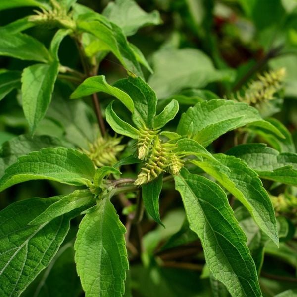 Tinh dầu Hương Nhu Trắng - Clove Basil