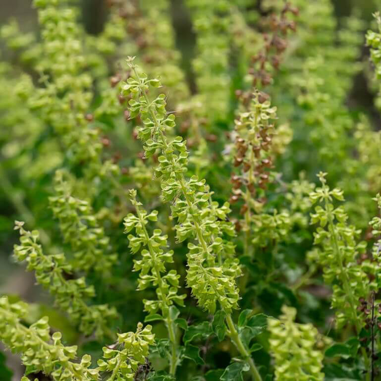 Tinh dầu Hương Nhu Trắng - Clove Basil