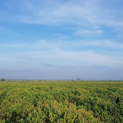 Tinh dầu Hương Nhu Trắng - Clove Basil
