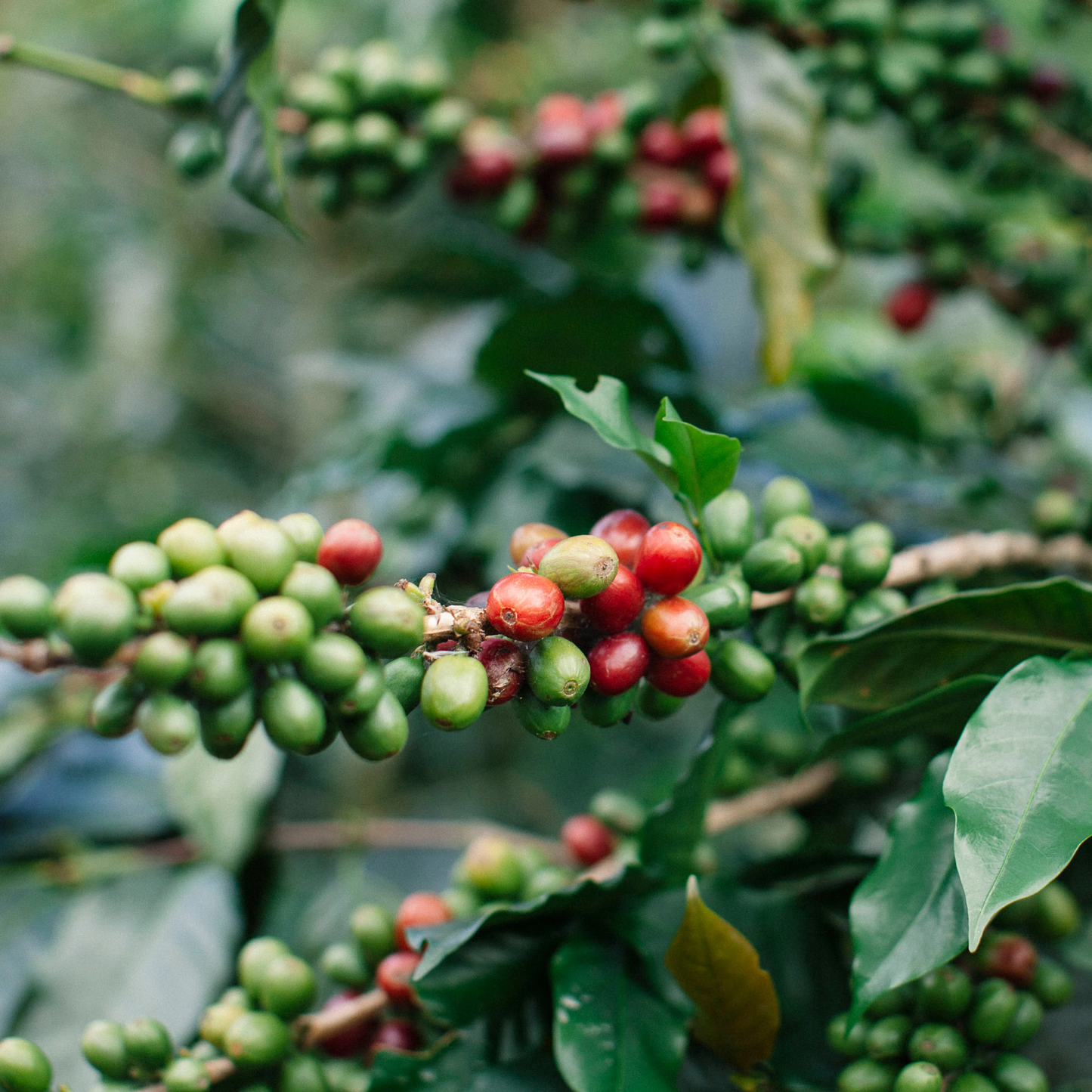 Tinh dầu Cà Phê Arabica CO₂ - Arabica Coffee