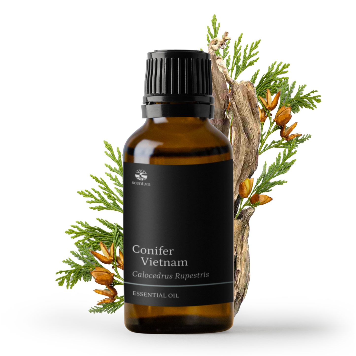 Tinh dầu Bách Xanh - Green Cypress