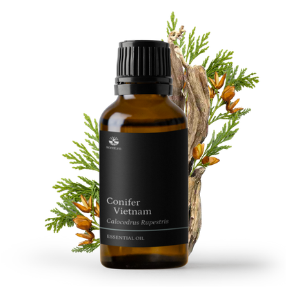 Tinh dầu Bách Xanh - Green Cypress