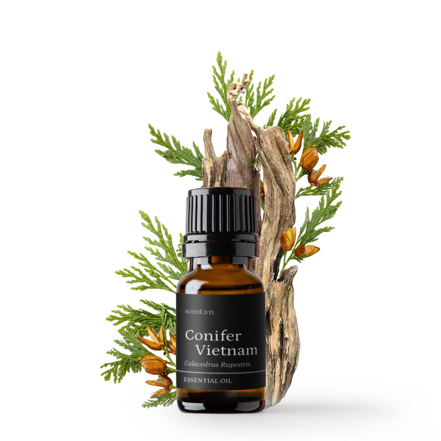 Tinh dầu Bách Xanh - Green Cypress