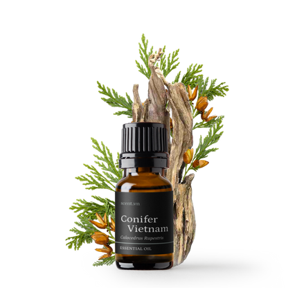 Tinh dầu Bách Xanh - Green Cypress
