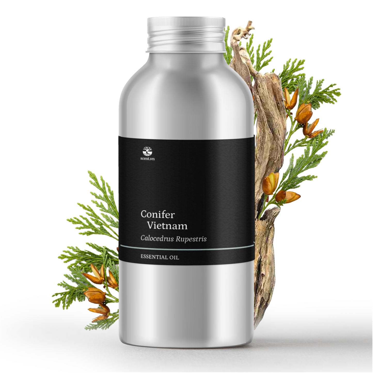 Tinh dầu Bách Xanh - Green Cypress