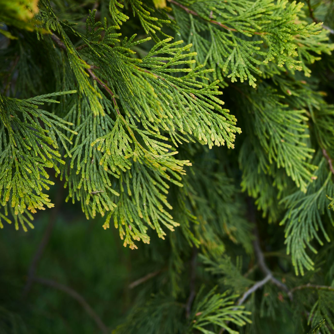 Tinh dầu Bách Xanh - Green Cypress