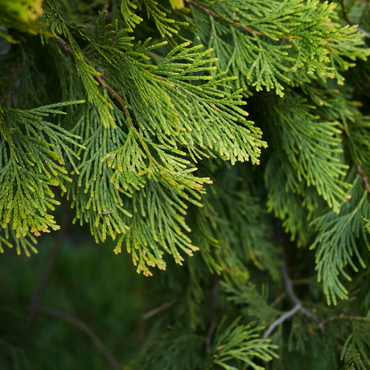 Tinh dầu Bách Xanh - Green Cypress