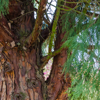 Tinh dầu Bách Xanh - Green Cypress