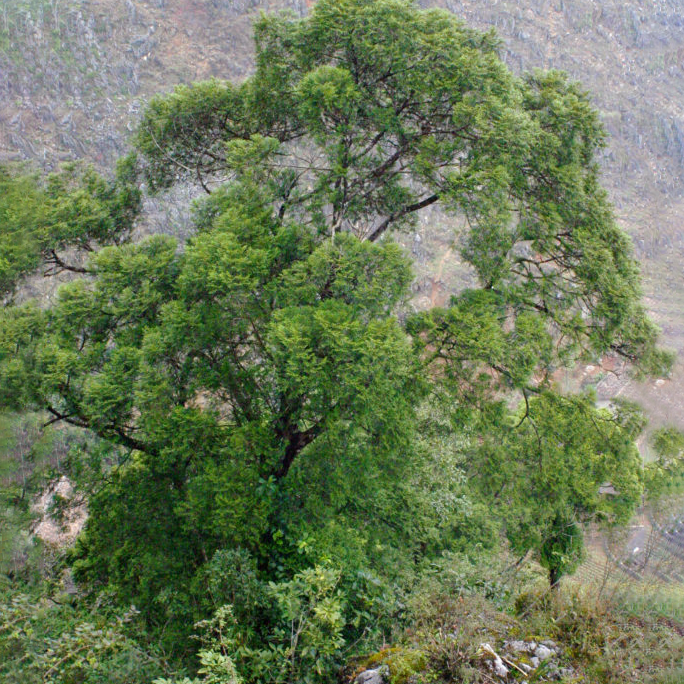 Tinh dầu Bách Xanh - Green Cypress