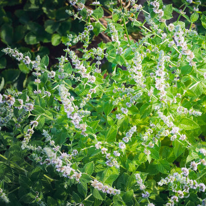 Cornmint Essential Oil
