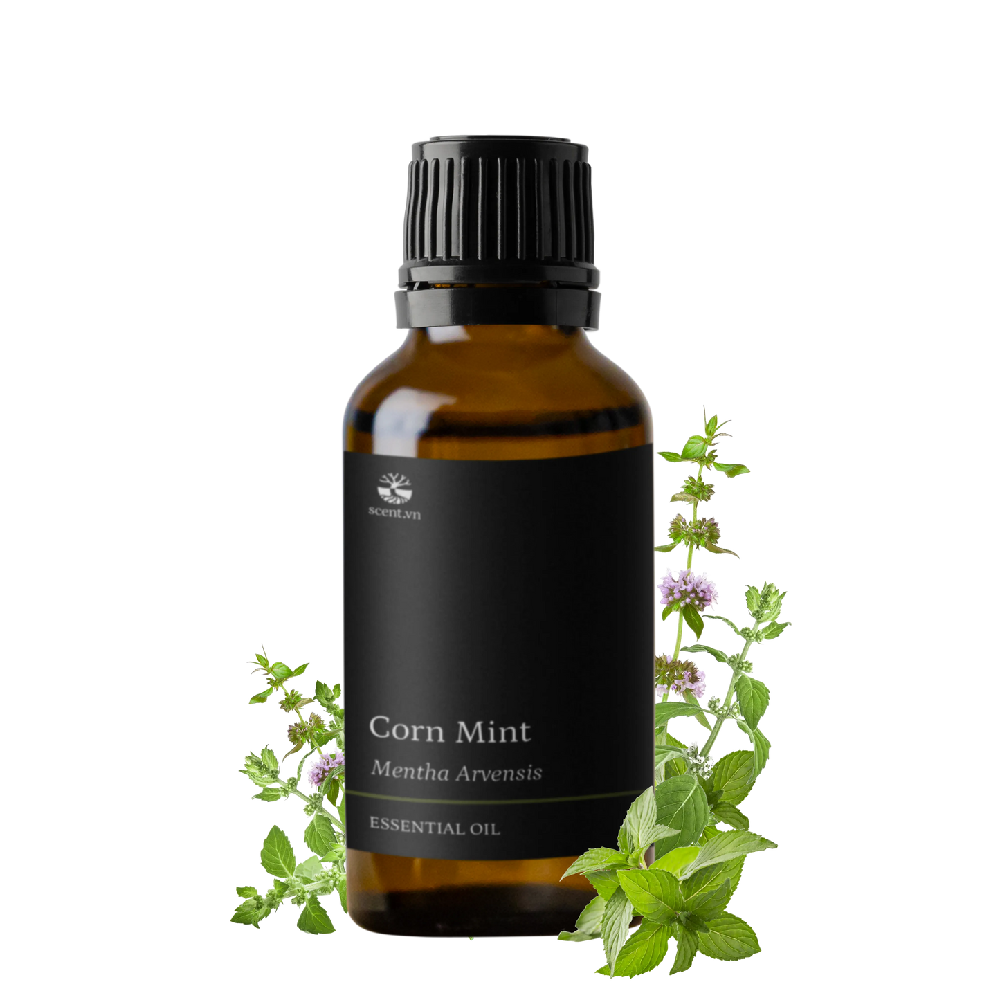 Cornmint Essential Oil