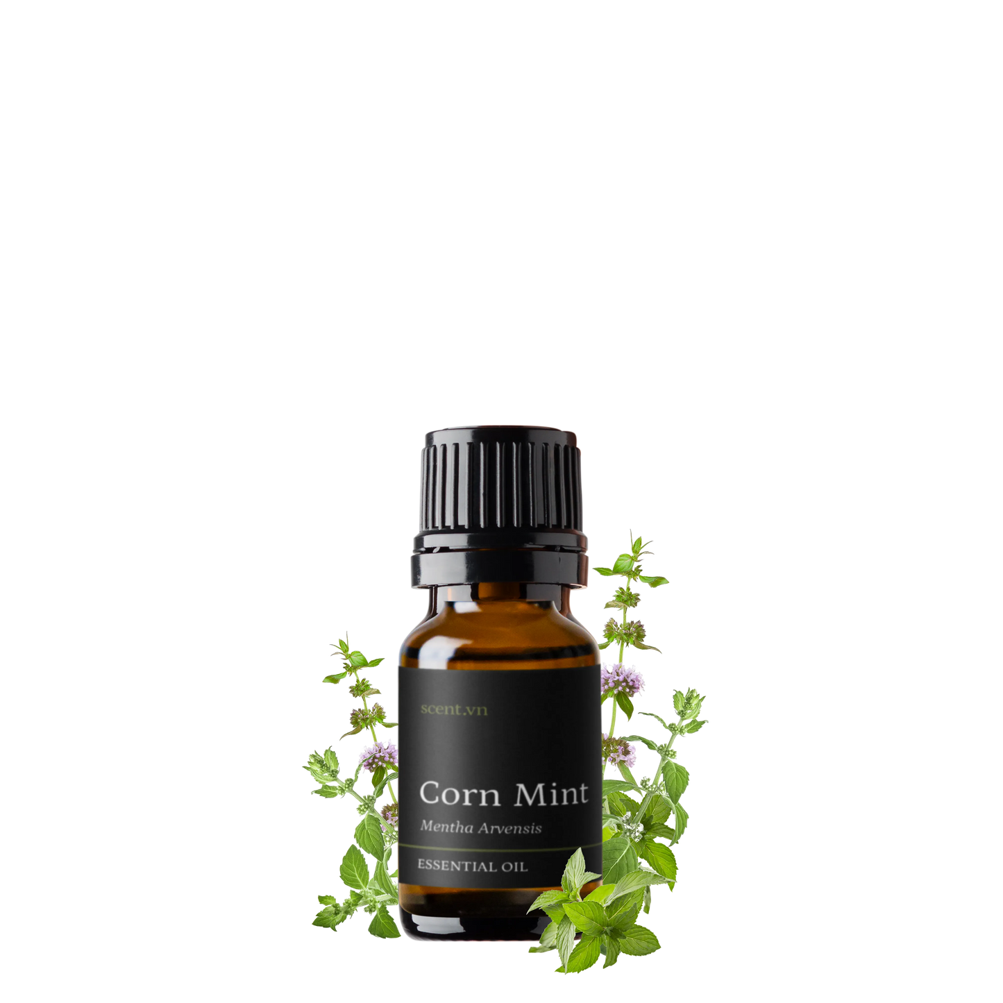 Cornmint Essential Oil