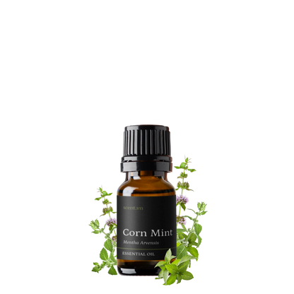 Cornmint Essential Oil