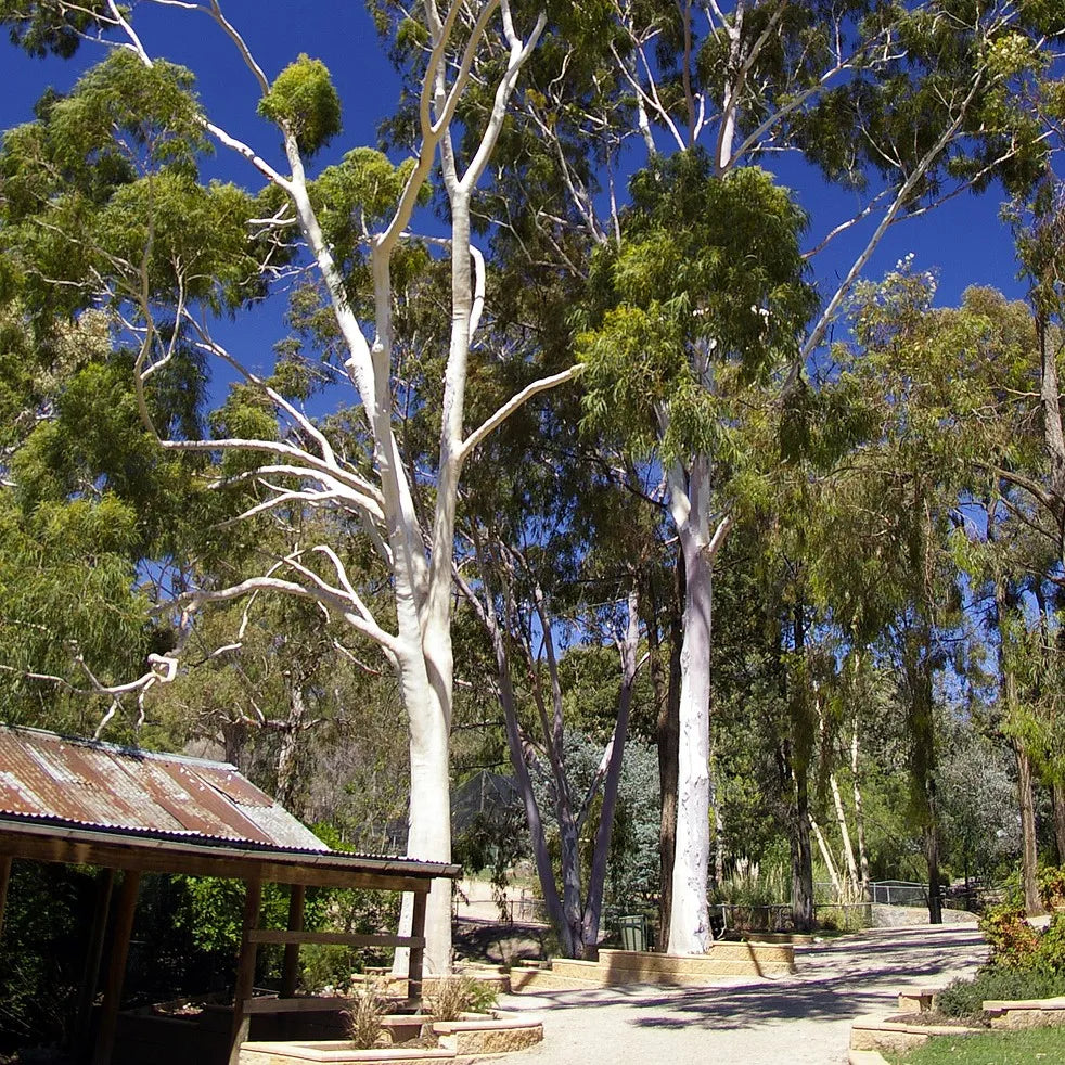 Tinh dầu Bạch Đàn Chanh - Lemon Eucalyptus