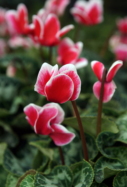 Chất thơm Cyclamen Aldehyde CAS# 103-95-7