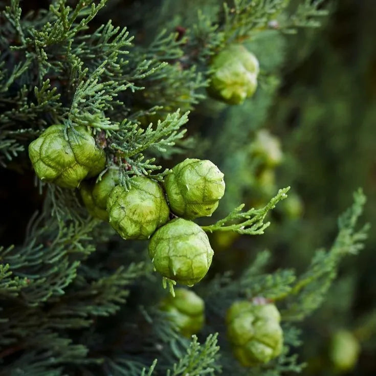 Tinh dầu Trắc Bách Diệp - Cypress