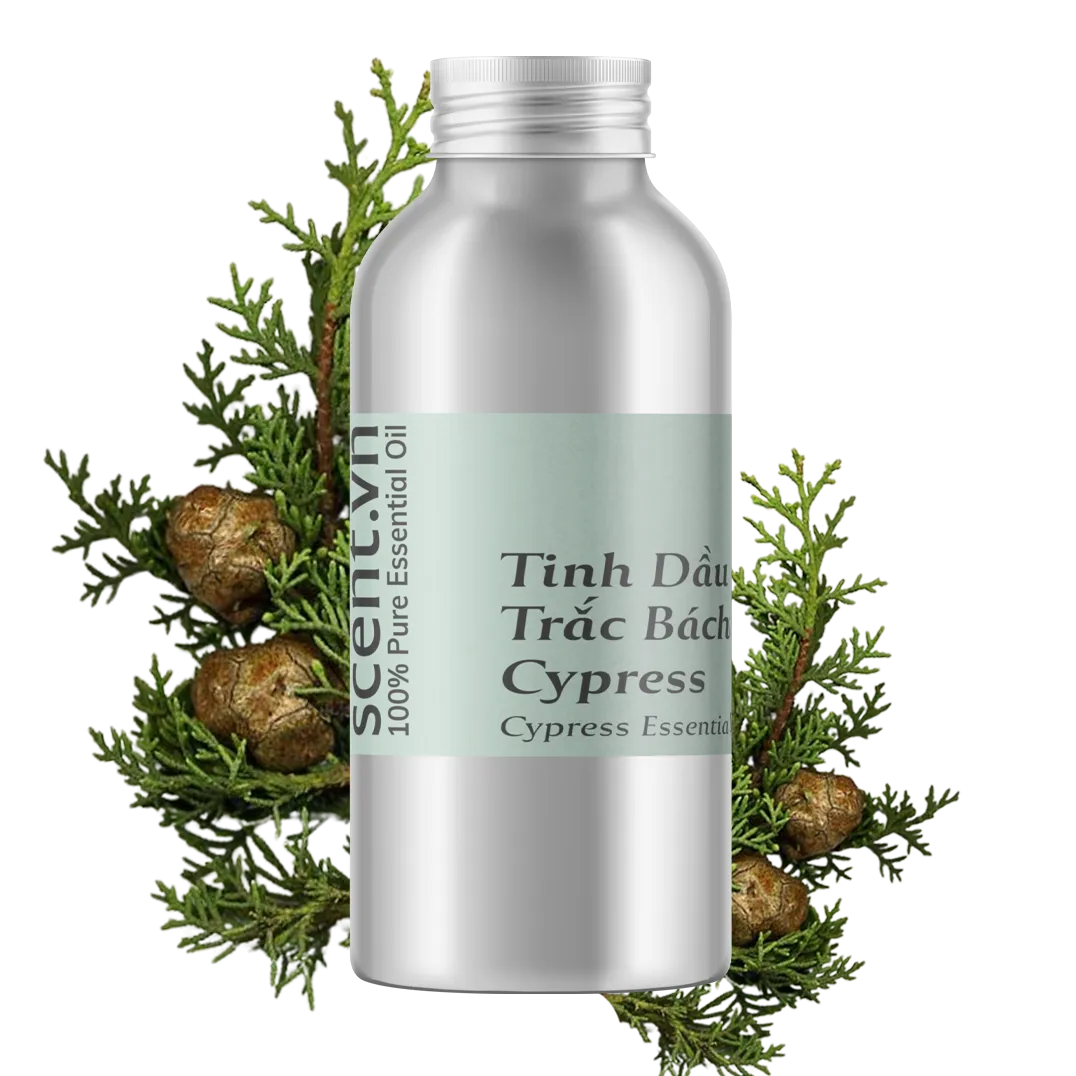 Tinh dầu Trắc Bách Diệp - Cypress