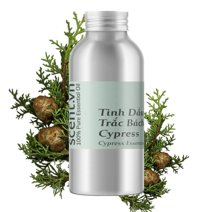 Tinh dầu Trắc Bách Diệp - Cypress