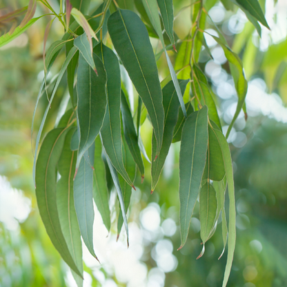 Eucalyptol Cineol Natural Isolate refined 99% CAS# 470-82-6