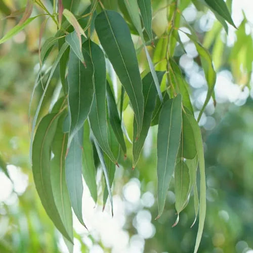 Tinh dầu Bạch Đàn Chanh - Lemon Eucalyptus