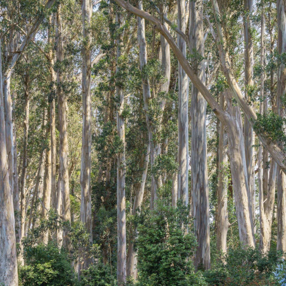 Eucalyptol Cineol Natural Isolate refined 99% CAS# 470-82-6