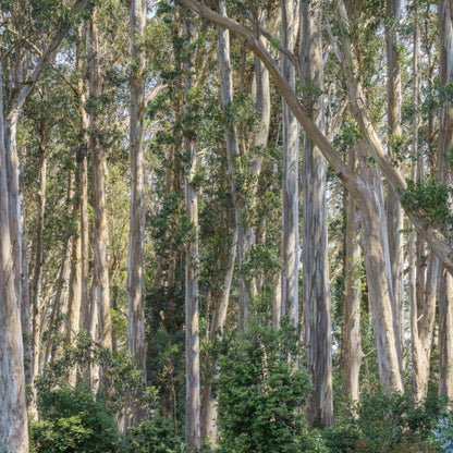 Eucalyptol Cineol Natural Isolate refined 99% CAS# 470-82-6